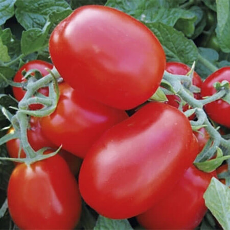 Насіння томату детермінантного 1510 F1 Spark Seeds від 500 шт, Фасовка: Проф упаковка 5 000 шт | Agriks