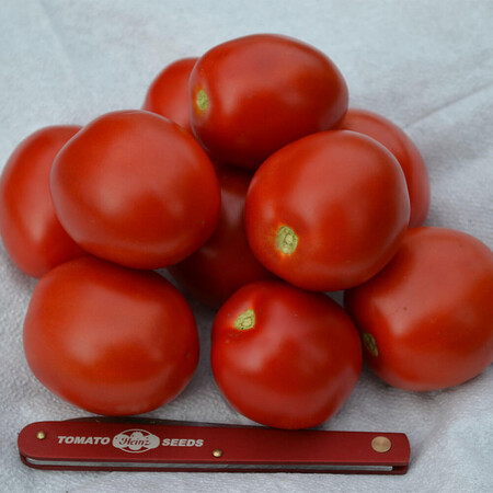 Насіння томату детермінантного 2206 F1 Heinz від 500 шт, Фасовка: Проф упаковка 100 000 шт | Agriks