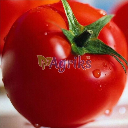 Насіння томату детермінантного Белла Роса F1 Sakata 1 000 шт, Фасовка: Проф упаковка 1 000 шт | Agriks