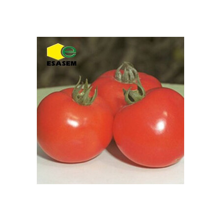 Семена томата детерминантного Квикфаер F1 Еsasem от 1 000 шт, Фасовка: Проф упаковка 1 000 шт | Agriks