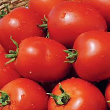 Насіння томату детермінантного Наміб F1 Syngenta від 10 шт, Фасовка: Середня упаковка 50 шт | Agriks