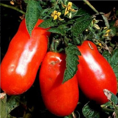 Насіння томату Орландо F1 Аgri Saaten від 1 000 шт, Фасовка: Проф упаковка 1 000 шт | Agriks