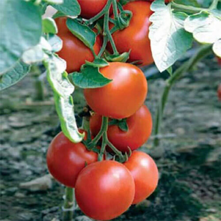 Насіння томату Отранто F1 Nunhems від 10 шт, Фасовка: Міні упаковка 10 шт | Agriks