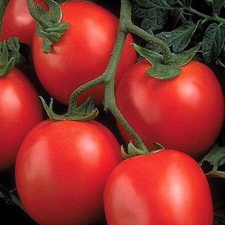 Насіння томату детермінантного Ріо Гранде Аgri Saaten від 25 г, Фасовка: Проф упаковка 500 г | Agriks
