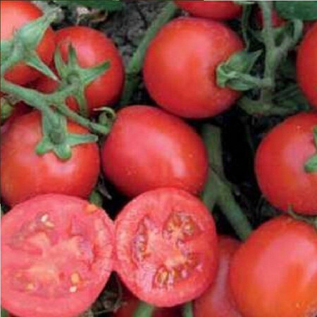 Насіння томату Роста F1 Аgri Saaten від 1 000 шт, Фасовка: Проф упаковка 10 000 шт | Agriks