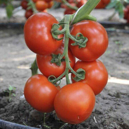 Насіння томату індетермінантного Беллавіза F1 Rijk Zwaan від 10 шт, Фасовка: Міні упаковка 10 шт | Agriks