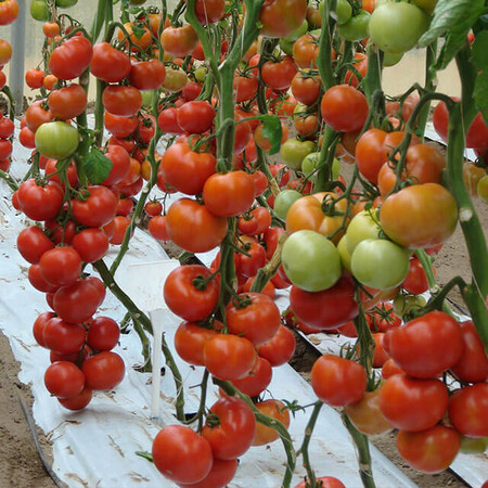 Насіння томату індетермінантного Беллє F1 Enza Zaden від 10 шт, Фасовка: Середня упаковка 50 шт | Agriks