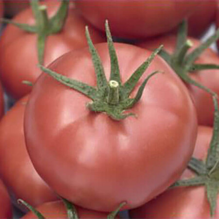 Насіння томату індетермінантного Мамстон F1 Syngenta від 10 шт, Фасовка: Проф упаковка 500 шт | Agriks