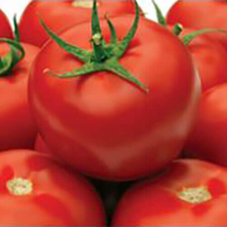 Насіння томату напівдетермінантного Гравітет F1 Syngenta від 10 шт, Фасовка: Середня упаковка 50 шт | Agriks