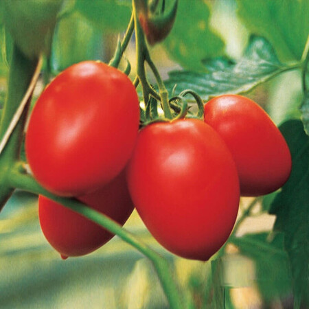 Насіння томату індетермінантного Колібрі F1 Clause від 10 шт, Фасовка: Міні упаковка 10 шт | Agriks