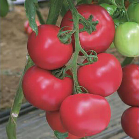 Насіння томату індетермінантного Пінк Імпрешен F1 Sakata 250 шт, Фасовка: Проф упаковка 250 шт | Agriks
