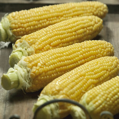 Семена кукурузы Густа F1 Semo 50 г, Фасовка: Проф упаковка 50 г | Agriks