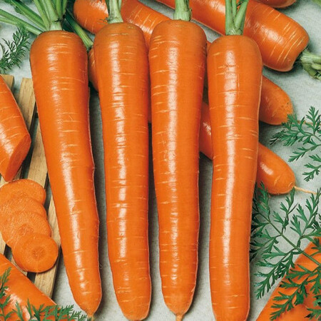 Насіння моркви Маркет Semo 20 г, Фасовка: Проф упаковка 20 г | Agriks