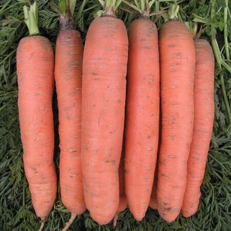 Насіння моркви Рубіна Semo 20 г, Фасовка: Проф упаковка 500 г | Agriks