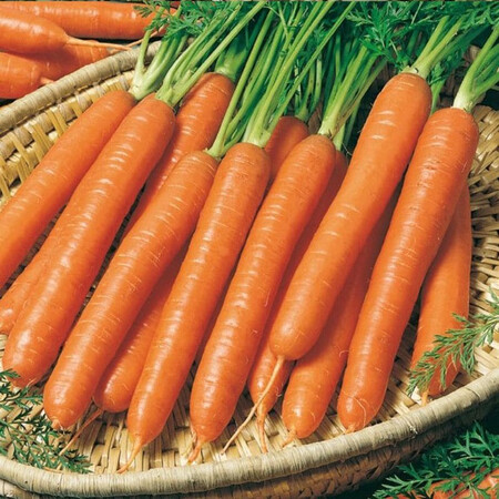 Насіння моркви Смірна Semo 20 г, Фасовка: Проф упаковка 20 г | Agriks
