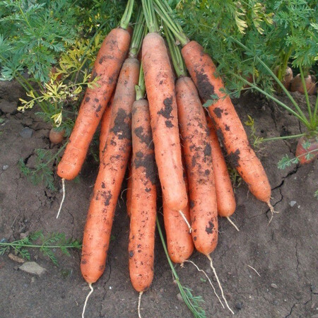 Насіння моркви Ярана F1 Semo 10 г, Фасовка: Проф упаковка 10 г | Agriks