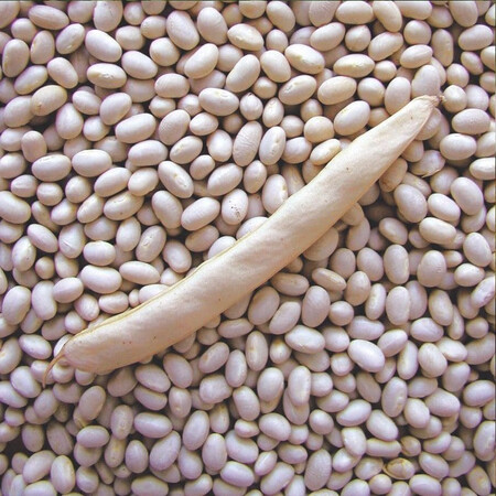 Семена фасоли овощной Петронила Semo 25 г, Фасовка: Проф упаковка 2 кг | Agriks
