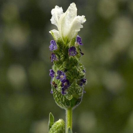 Насіння лаванди Кастіліано біла 100 шт Syngenta Flowers, Різновиди: Білий, Фасовка: Проф упаковка 100 шт | Agriks