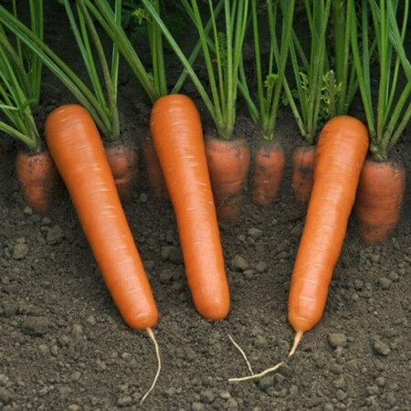 Насіння моркви Дейлянс F1 Nunhems 100 000 шт (1,4-1,6), Фасовка: Проф упаковка 100 000 шт (1,4 - 1,6) | Agriks