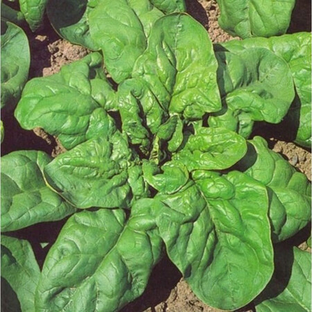Семена шпината Матадор Semo 25 г, Фасовка: Проф упаковка 4 кг | Agriks