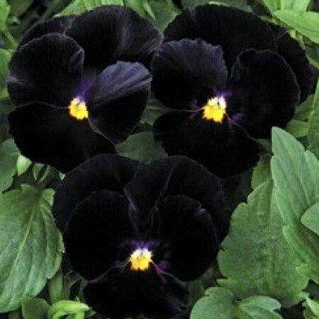 Семена виолы Марипоса F1 черная 100 шт Syngenta Flowers, Разновидности: Черный, Фасовка: Проф упаковка 100 шт | Agriks