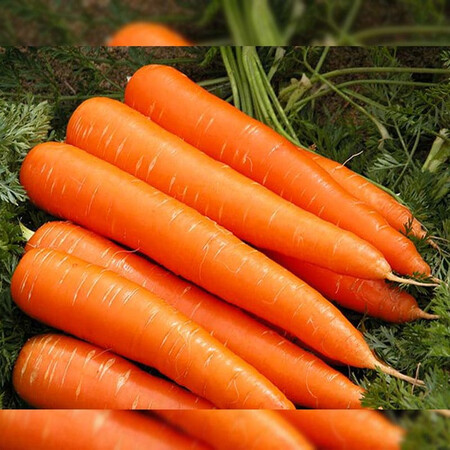 Семена моркови Франсис Moravoseed 100 гр, Фасовка: Проф упаковка 100 г | Agriks