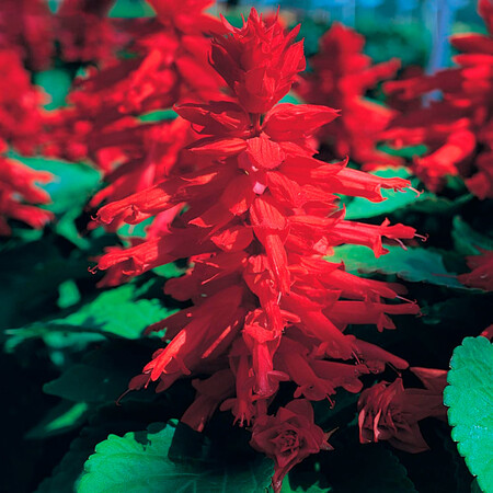Семена сальвии Кампай Deep Red Kitano Seeds 100 шт, Разновидности: Deep Red, Фасовка: Проф упаковка 1 г | Agriks