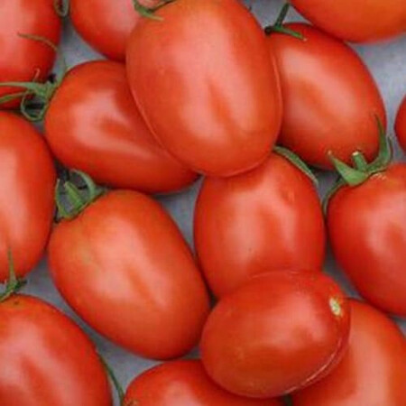 Насіння томату детермінантного Беніто F1 Bejo 1 000 шт, Фасовка: Проф упаковка 1 000 шт | Agriks