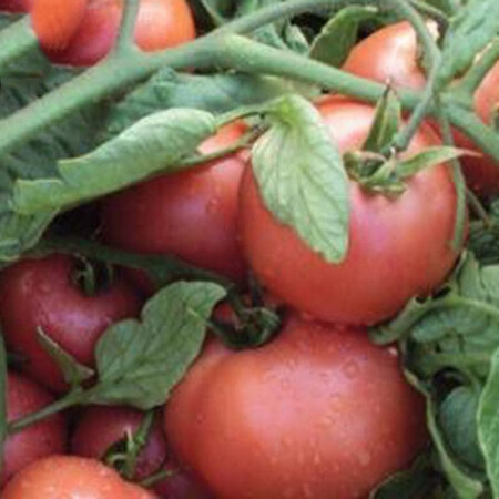 Насіння томату детермінантного Пінк Світнес F1 Lark Seeds 500 шт, Фасовка: Проф упаковка 2 500 шт | Agriks
