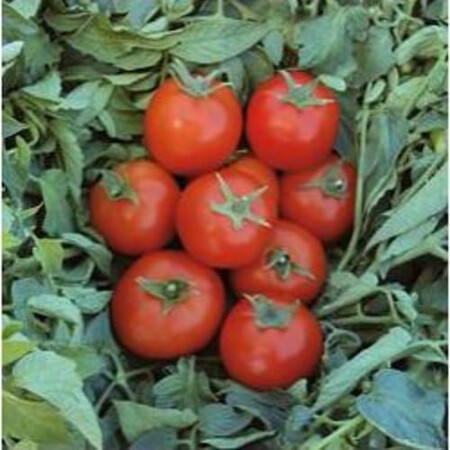Семена томата детерминантного Топспорт F1 Bejo 1 000 шт, Фасовка: Проф упаковка 1 000 шт | Agriks