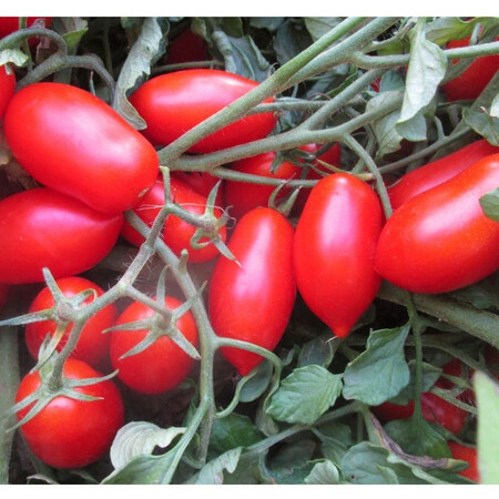 Семена томата Кавалино Россо F1 Cora Seeds 1 000 шт, Фасовка: Проф упаковка 25 000 шт | Agriks