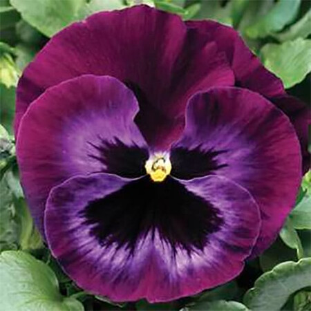 Насіння віоли Колоссус F1 неон-фіолетова 100 шт Syngenta Flowers, Різновиди: Неоново-фіолетовий, Фасовка: Проф упаковка 100 шт | Agriks