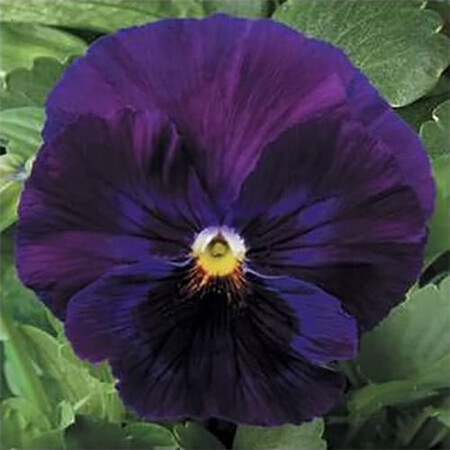 Семена виолы виттрока Дельта F1 фиолетовая 100 шт Syngenta Flowers, Разновидности: Фиолетовый, Фасовка: Проф упаковка 100 шт | Agriks