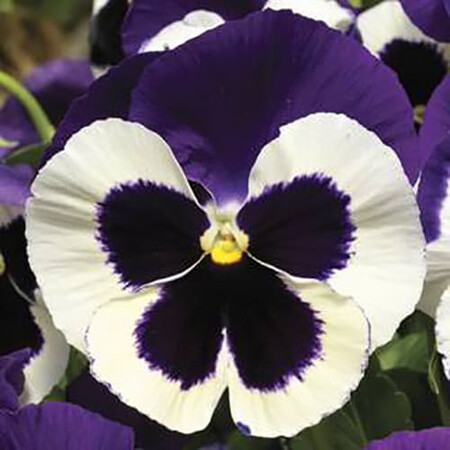 Семена виолы виттрока Дельта F1 фиолетово-белая 100 шт Syngenta Flowers, Разновидности: Фиолетово-белый, Фасовка: Проф упаковка 100 шт | Agriks