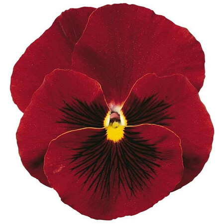Насіння віоли віттрока Дельта F1 червона 100 шт Syngenta Flowers, Різновиди: Червоний, Фасовка: Проф упаковка 100 шт | Agriks