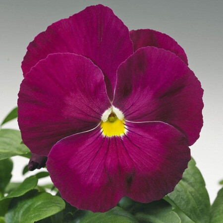 Насіння віоли віттрока Дельта F1 рожева 100 шт Syngenta Flowers, Різновиди: Рожевий, Фасовка: Проф упаковка 100 шт | Agriks