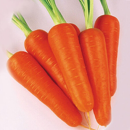 Семена моркови Абако F1 Seminis от 1 г (Agriks), Фасовка: Средняя упаковка 10 г | Agriks