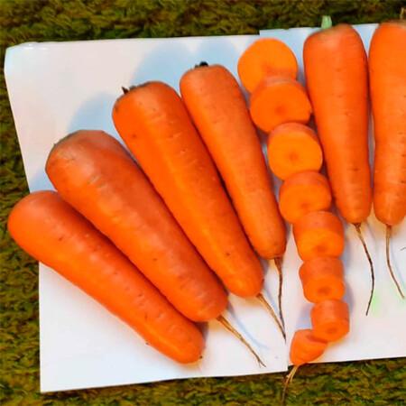 Семена моркови Коралина F1 (ТІ-134) Takii Seed 100 000 (1,6-1.8) шт, Фасовка: Проф упаковка 100 000 шт | Agriks