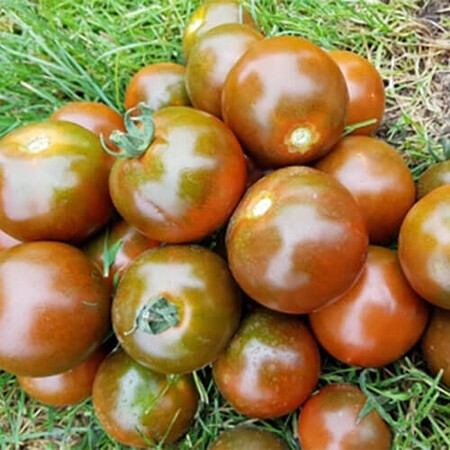 Насіння томату індетермінантного Мавр F1 Lark Seeds від 5 шт, Фасовка: Міні упаковка 5 шт | Agriks