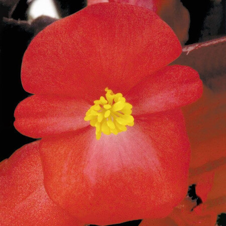 Насіння бегонії вічноквітучій Найтлайф F1 червона 200 шт Syngenta Flowers, Фасовка: Проф упаковка 200 шт | Agriks