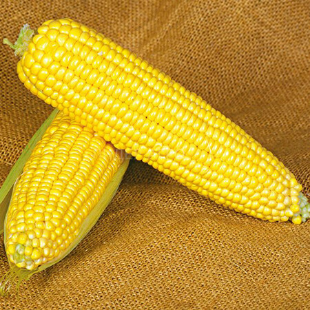 Семена кукурузы сахарной Оверленд F1 Syngenta от 5 г (Agriks), Фасовка: Проф упаковка 1 кг | Agriks