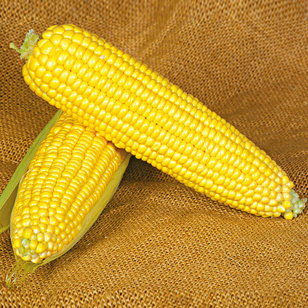 Семена кукурузы сахарной Оверленд F1 Syngenta от 5 г (Agriks), Фасовка: Средняя упаковка 50 г | Agriks