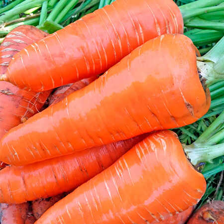 Семена моркови Карнавал Nasko от 25 г, Фасовка: Проф упаковка 4 кг | Agriks