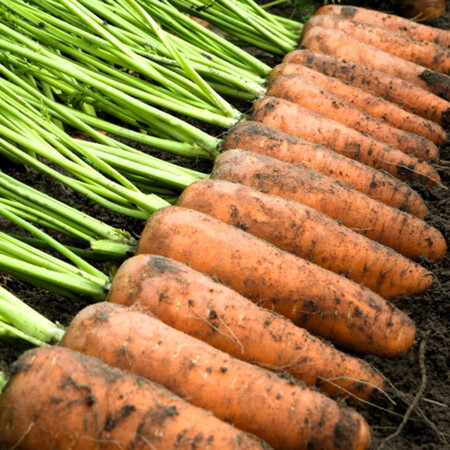 Семена моркови Каскад F1 Bejo от 1 г (Agriks), Фасовка: Проф упаковка 100 000 шт (1,4-1,6) PR+B-mox | Agriks