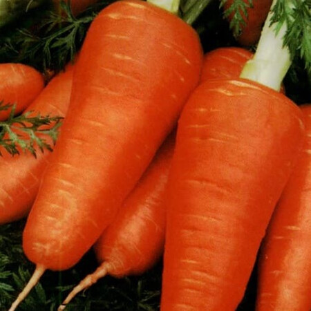 Семена моркови Курода Шантане Sakata 500 г | Agriks