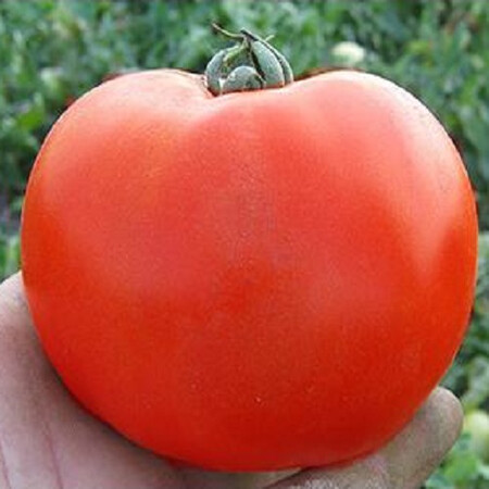 Насіння томату детермінантного Каста (Супернова) F1 Clause від 10 шт, Фасовка: Середня упаковка 50 шт | Agriks