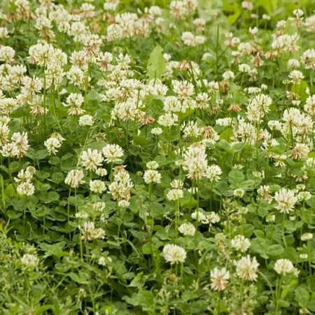 Газонная трава Ривендел (белый клевер) /Thamberlina DLF Trifolium (Дания) 1 кг, Фасовка: Проф упаковка 1 кг | Agriks