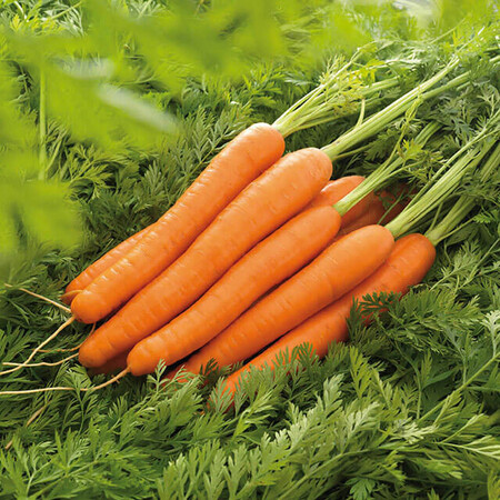 Семена моркови Лагуна F1 Nunhems от 1 г (Agriks), Фасовка: Средняя упаковка 10 г | Agriks