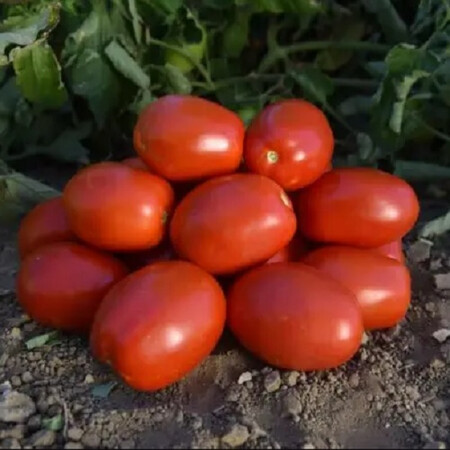 Насіння томату детермінантного 1892 F1 Spark Seeds 5 000 шт | Agriks