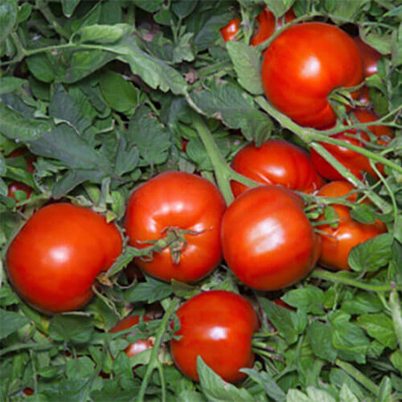 Насіння томату детермінантного Аніта F1 Kitano Seeds від 10 шт, Фасовка: Міні упаковка 10 шт | Agriks
